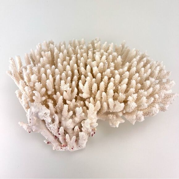 Natural White Coral Reef Cluster Ocean Salt Water Mineral Specimen - Picture 7 of 12
